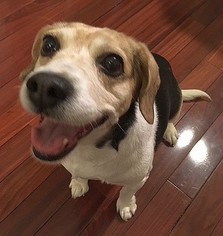 Medium Photo #1 Beagle Puppy For Sale in Boonton, NJ, USA