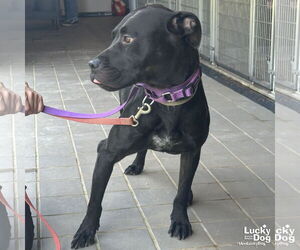 American Pit Bull Terrier-Labrador Retriever Mix Dogs for adoption in Washington, DC, USA