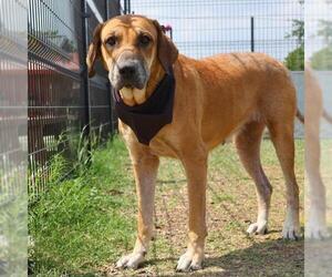 Mutt Dogs for adoption in San Antonio, TX, USA
