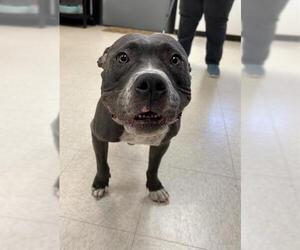 Staffordshire Bull Terrier Dogs for adoption in Sugar Land, TX, USA