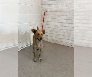 German Shepherd Dog Dogs for adoption in San Bernardino, CA, USA