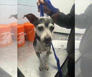 Chipin Dogs for adoption in Woodland, CA, USA