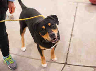 Medium Photo #1 Rottweiler-Unknown Mix Puppy For Sale in Martinez, CA, USA