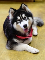 Alaskan Malamute Dogs for adoption in Jupiter, FL, USA