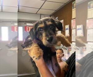 Dachshund-Unknown Mix Dogs for adoption in Stockton, CA, USA