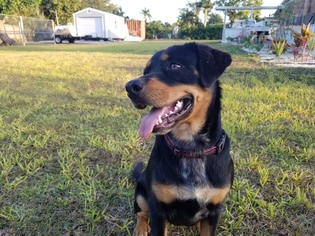 Rottweiler Dogs for adoption in Miami, FL, USA