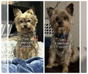 Mutt Dogs for adoption in Dumont, NJ, USA