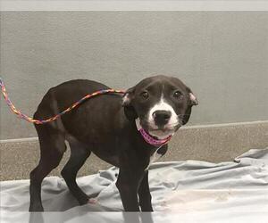 American Pit Bull Terrier-Unknown Mix Dogs for adoption in Las Vegas, NV, USA