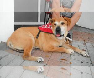 Medium Photo #1 Chinese Shar-Pei-Labrador Retriever Mix Puppy For Sale in West Palm Beach, FL, USA