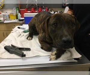 American Pit Bull Terrier-Unknown Mix Dogs for adoption in Riverside, CA, USA