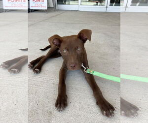 Labrador Retriever-Unknown Mix Dogs for adoption in The Woodlands, TX, USA