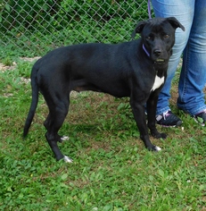 Labrador Retriever-Unknown Mix Dogs for adoption in Zanesville, OH, USA