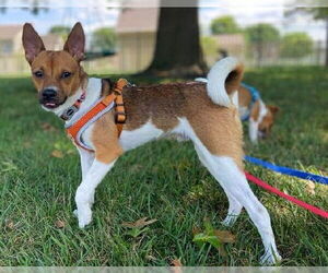 Jack Russell Terrier-Unknown Mix Dogs for adoption in Lancaster, PA, USA