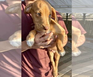 Mutt Dogs for adoption in Candler, NC, USA