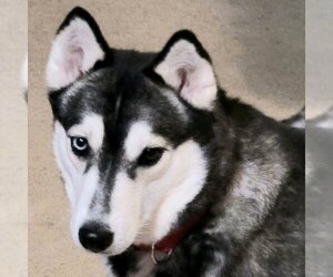Siberian Husky Dogs for adoption in Millersville, MD, USA