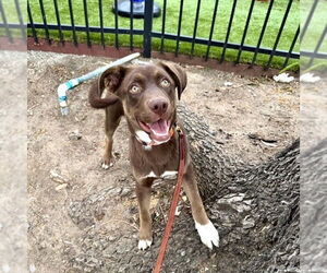 Labrador Retriever-Unknown Mix Dogs for adoption in San Juan Capistrano, CA, USA