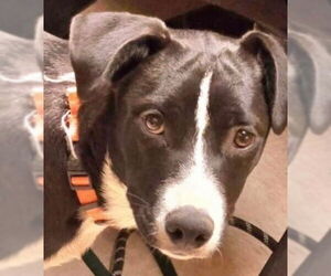 Mutt Dogs for adoption in Canton, CT, USA