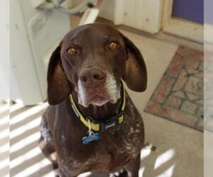 German Shorthaired Pointer Dogs for adoption in St. George, UT, USA