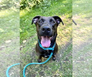 Labrador Retriever-Unknown Mix Dogs for adoption in Rockaway, NJ, USA