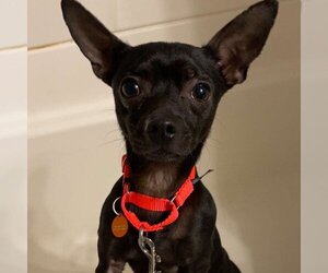 Chihuahua-Unknown Mix Dogs for adoption in Fargo, ND, USA