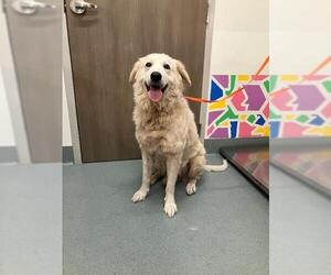 Labrenees Dogs for adoption in Baytown, TX, USA