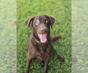 Chesador Dogs for adoption in The Woodlands, TX, USA