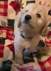 Goldendoodle Dogs for adoption in Texarkana, TX, USA