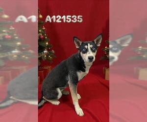 Siberian Husky Dogs for adoption in HESPERIA, CA, USA