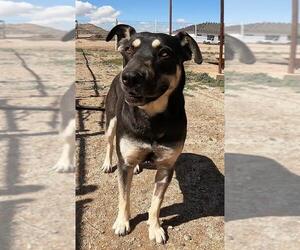 Labrottie Dogs for adoption in San Tan Valley, AZ, USA