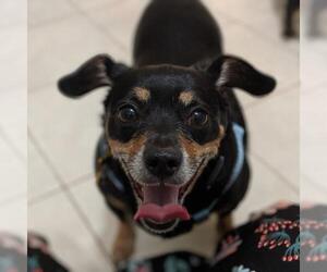 Chiweenie Dogs for adoption in Bealeton, VA, USA