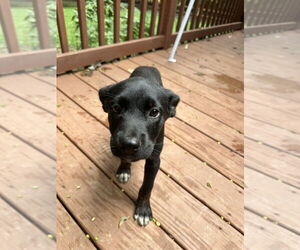 Labrador Retriever-Unknown Mix Dogs for adoption in Mooresville, NC, USA