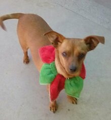 Doxie-Pin Dogs for adoption in Apple Valley, CA, USA