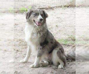 Australian Shepherd Dogs for adoption in Camden, SC, USA