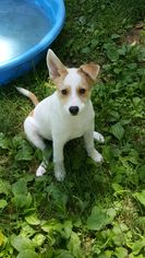 Beagi Dogs for adoption in Pittstown, NJ, USA
