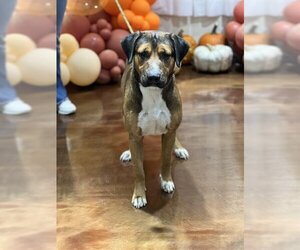 Shepradors Dogs for adoption in Pasadena, TX, USA