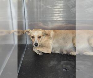 Mutt Dogs for adoption in San Antonio, TX, USA