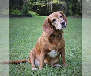 Bocker Dogs for adoption in Tampa, FL, USA