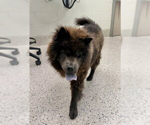 Chow Chow Dogs for adoption in Brighton, CO, USA
