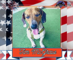 Dachshund Dogs for adoption in San Antonio, TX, USA