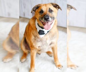 Mutt Dogs for adoption in Greenville, SC, USA