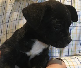 Medium Photo #1 Boston Huahua Puppy For Sale in Plano, TX, USA