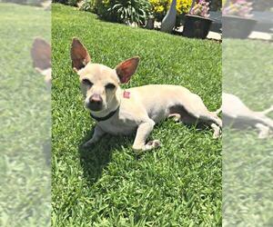 Chihuahua Dogs for adoption in Redondo Beach, CA, USA