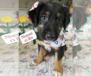 Labrador Retriever-Unknown Mix Dogs for adoption in Virginia Beach, VA, USA