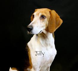 Treeing Walker Coonhound Dogs for adoption in Hot Springs Village, AR, USA