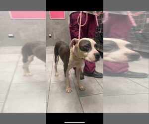 American Staffordshire Terrier-Unknown Mix Dogs for adoption in New York, NY, USA
