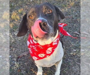 Beagle-Unknown Mix Dogs for adoption in Ocala, FL, USA