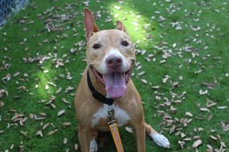Pharaoh Hound Dogs for adoption in West Palm Beach, FL, USA