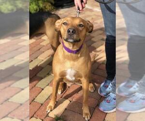 Doberman Pinscher-German Shepherd Dog Mix Dogs for adoption in La Mesa, CA, USA