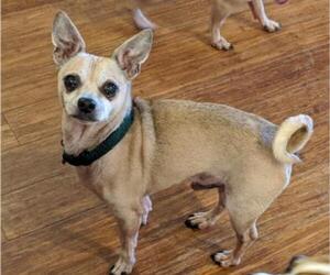 Medium Photo #1 Chihuahua Puppy For Sale in Bealeton, VA, USA