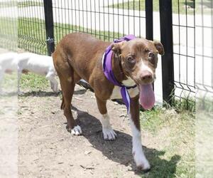Labrador Retriever-Unknown Mix Dogs for adoption in San Antonio, TX, USA